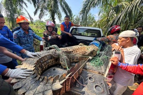 Người dân vây bắt con cá sấu khổng lồ, nặng hơn 400 ký