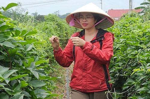 Nữ giám đốc khởi nghiệp từ 'cây giữ nhà'