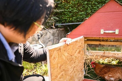 Giá trứng tăng cao, người dân Mỹ thuê gà về nuôi tại nhà
