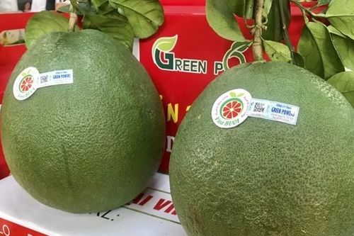 Cơ hội xuất khẩu quả bưởi khi Australia hoàn tất đánh giá