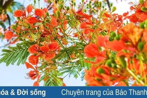Phượng đỏ một thời, một đời yêu thương