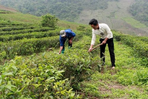 Trồng chè theo hướng hữu cơ