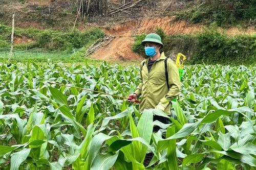 Phòng sớm sâu bệnh hại cây trồng vụ xuân