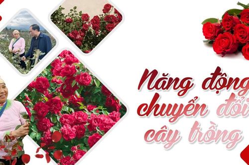 Năng động chuyển đổi cây trồng