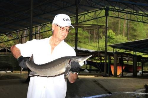 Thung lũng Nắng lấp lánh cá tầm Nga
