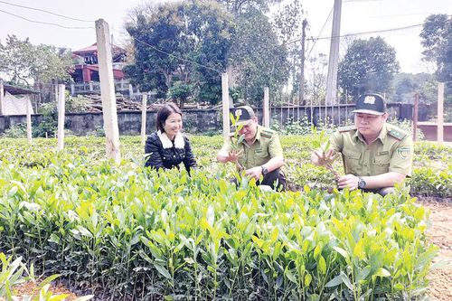 Hiệu quả kinh tế lâm nghiệp