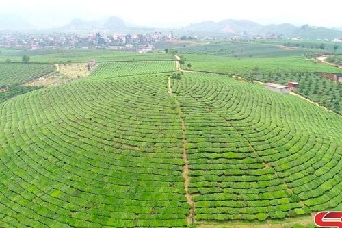Tham gia bình chọn giải thưởng du lịch cho Khu du lịch quốc gia Mộc Châu