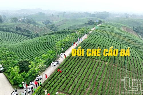 Kỳ vọng bứt phá, nâng tầm giá trị chè Đại Từ