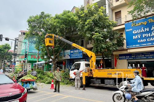 TP. Thái Nguyên: Cắt tỉa cây xanh, bảo đảm an toàn trong mùa mưa bão