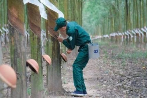 Lợi nhuận Cao su Phước Hòa bật tăng nhờ giá cao su cải thiện và tăng thu từ bất động sản công nghiệp