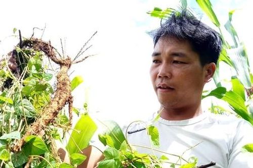 Trồng đẳng sâm mở ra con đường làm kinh tế hiệu quả cho bà con vùng cao biên giới Ch'Ơm