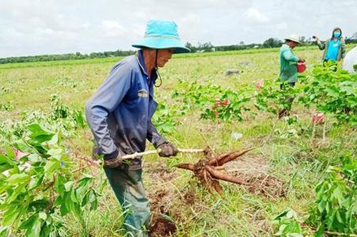 Lên núi Tri Tôn nghe chuyện người Khmer bán hàng qua mạng