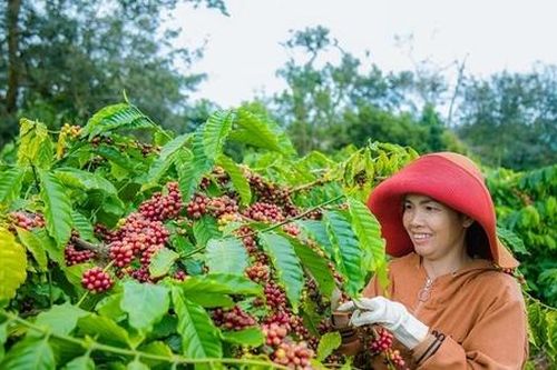 Liên tục tăng giá kỷ lục, cách nào để cà phê Việt giữ 'phong độ'?