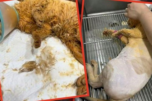 Rơi vào nồi lẩu, chú mèo không thể qua khỏi dù được chủ quán cứu chữa hết lòng