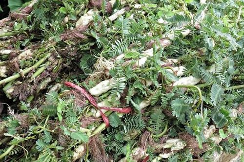 5 bài thuốc chữa bệnh từ rau rút