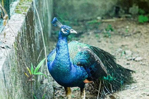 Ngắm những động vật quý hiếm nằm trong Sách đỏ tại Phong Nha - Kẻ Bàng
