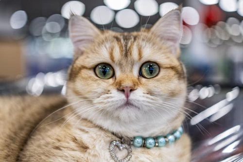 AI sắp giúp bạn hiểu được 'tiếng lòng' thú cưng?