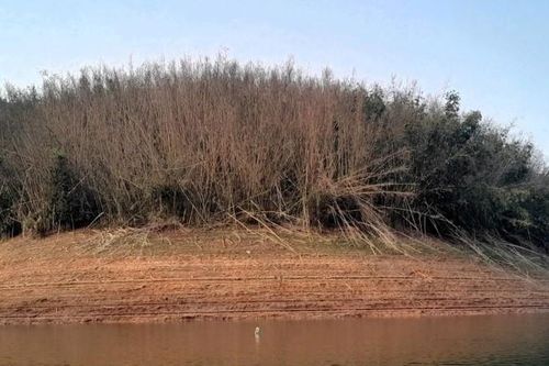 Cây chết hàng loạt, tiềm ẩn nguy cơ cháy rừng ở khu vực biên giới Nghệ An