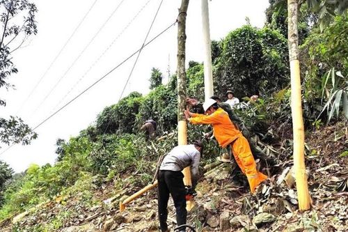 Bảo đảm an toàn điện trong mùa thu hoạch quế