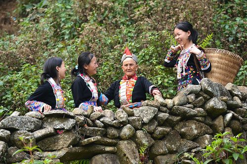 Người Dao đỏ gìn giữ cây chè cổ thụ nơi đỉnh Phàn Liên San