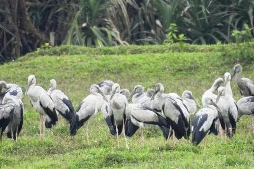 Tận mục hàng trăm cò nhạn 'quý như vàng' bất ngờ ào về Quảng Trị
