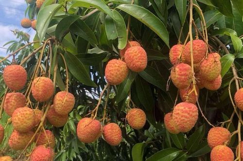 Vải u hồng đầu mùa đắt hơn sầu riêng vẫn 'cháy hàng'
