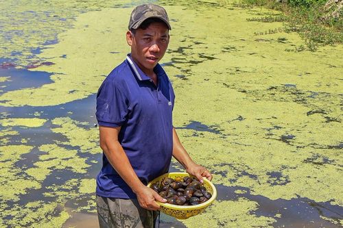 Nuôi con 'siêu đẻ' trên đất hoang, 8X Quảng Nam thu gần 300 triệu đồng mỗi năm