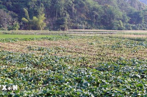 Bắc Kạn xác minh nguyên nhân cây bí xanh thơm chết hàng loạt