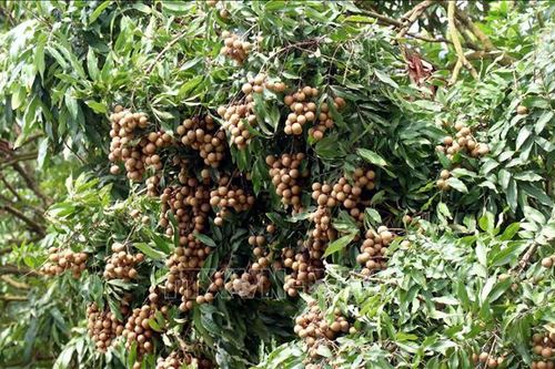 Nhãn chín sớm giá cao gấp đôi nhãn chính vụ