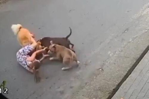 Người phụ nữ dùng tay không chiến đấu với Pitbull để bảo vệ chó cưng