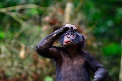 Tinh tinh lùn ở Congo hé lộ khả năng giao tiếp 'chỉ loài người mới có'?