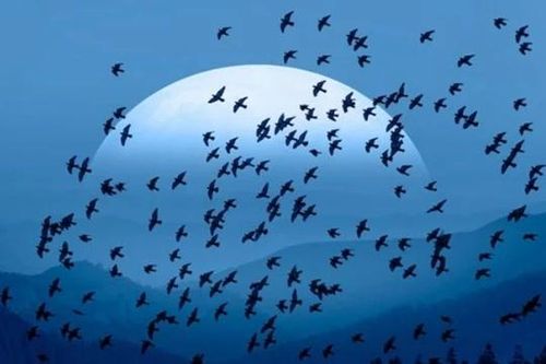 Vì sao chim thường bay về phương Nam khi mùa đông tới?