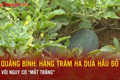 Quảng Bình: Hàng trăm ha dưa hấu đỏ với nguy cơ 'mất trắng'