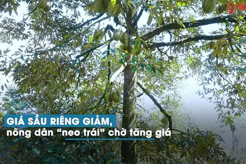 Giá sầu riêng giảm, nông dân 'neo trái' chờ tăng giá