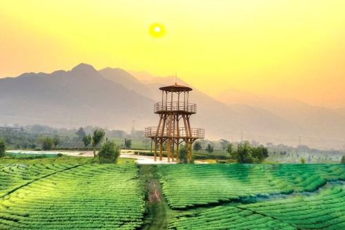 Vẻ đẹp mê hoặc của những đồi chè