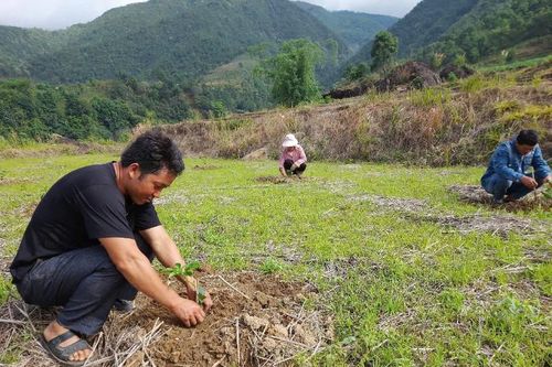 Huyện Tam Đường: Vào vụ trồng chanh leo