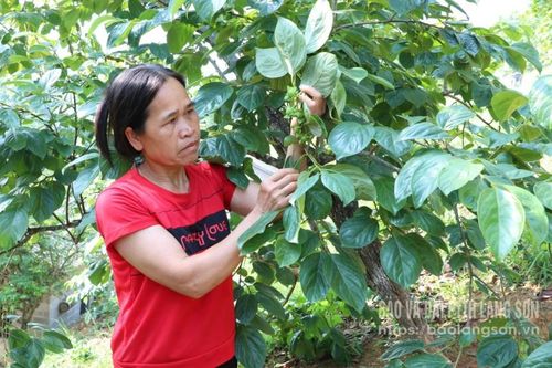 Giảm nghèo ở Hoàng Việt
