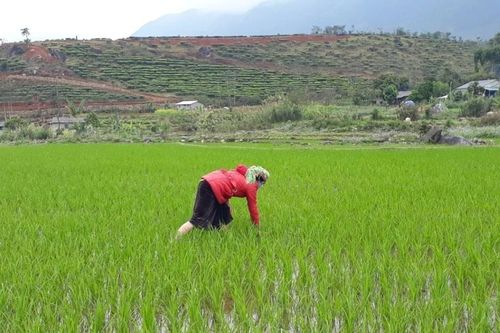 Tăng cường các biện pháp chăm sóc cây trồng