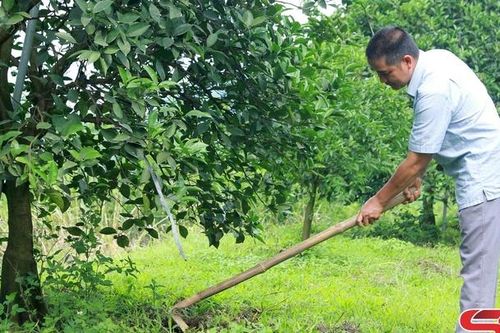 Hộ sản xuất nông nghiệp tiêu biểu