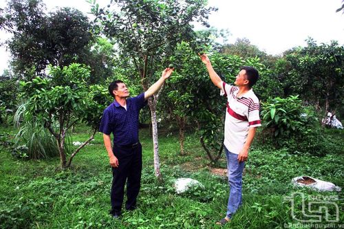 Thay đổi tư duy trồng cây ăn quả
