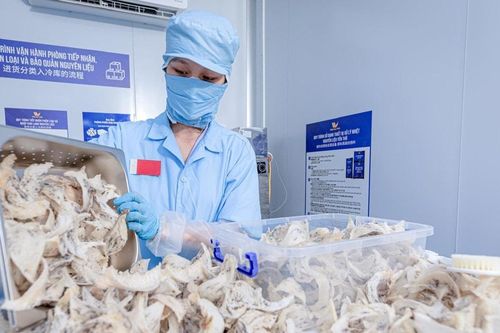 Tổ yến Việt trước cơ hội mở rộng thị trường Trung Quốc
