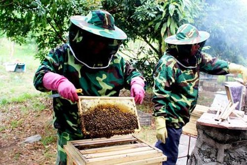 HTX, nông dân Quảng Ninh chuyển mình nhờ đổi mới sáng tạo và sở hữu trí tuệ