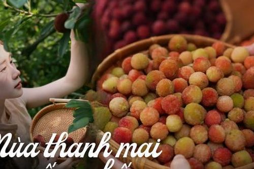 Mùa thanh mai chín rộ: Thứ quả chua ngọt đẹp như mơ, ăn ngon lại tốt cho sức khỏe