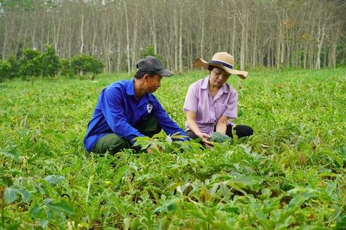 Vất vả cả vụ mùa, nhiều người trồng dưa hấu không thu được vốn