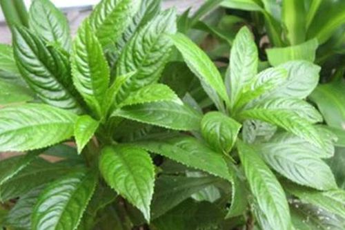 8 bài thuốc chữa bệnh từ lá xương sông