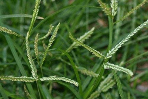 5 bài thuốc chữa bệnh thường gặp từ loài cỏ dại ven đường