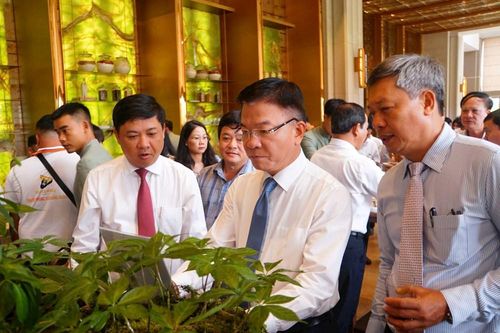 Hình thành trung tâm công nghiệp dược liệu với sâm Ngọc Linh là cây chủ lực