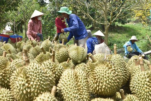 Xây dựng chuỗi liên kết tại vựa trái cây miền Tây