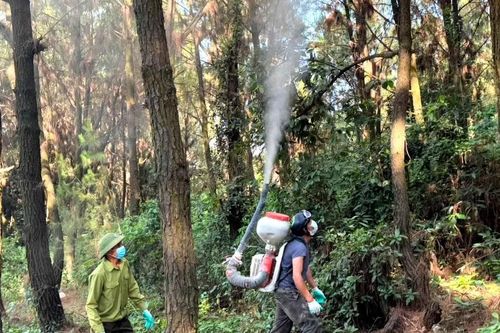 Sâu róm xuất hiện gây hại rừng thông ở Hà Tĩnh