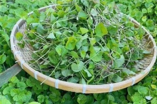 Cây dại quanh bờ rào được ví như 'nhân sâm, thuốc bổ', nay thành đặc sản làm đủ món ngon, tốt cho sức khỏe
